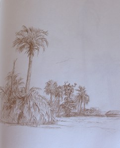 drawing of palm tree